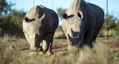 Photo of African Rhinos