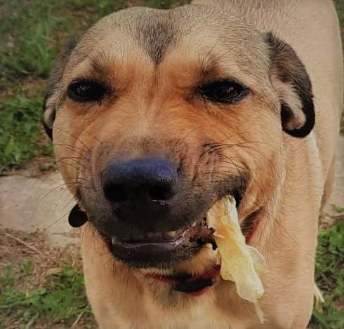 dog enjoying a treat